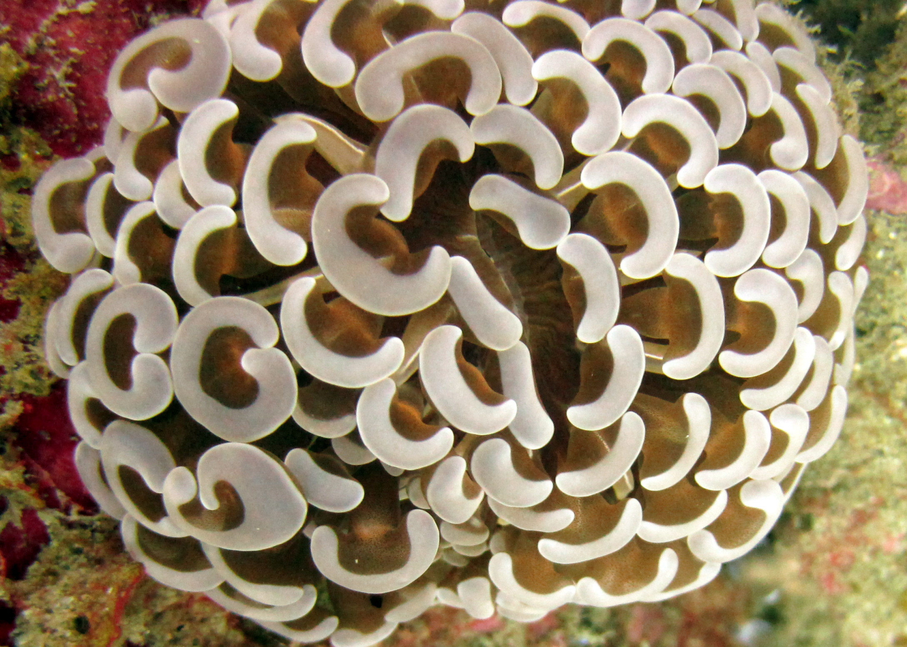 Anchor coral - Euphyllia sp