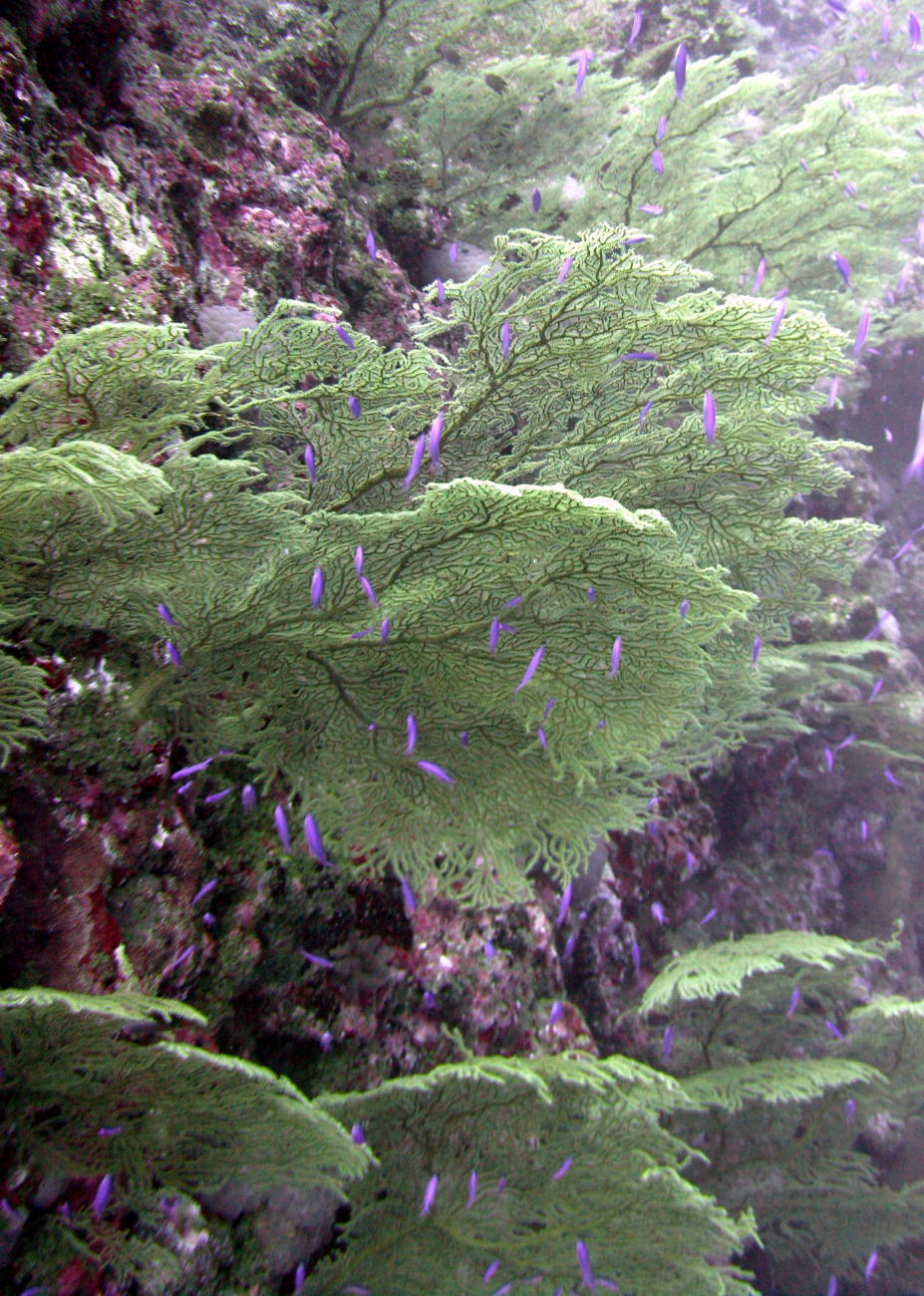 Green gorgonian corals with purple anthias