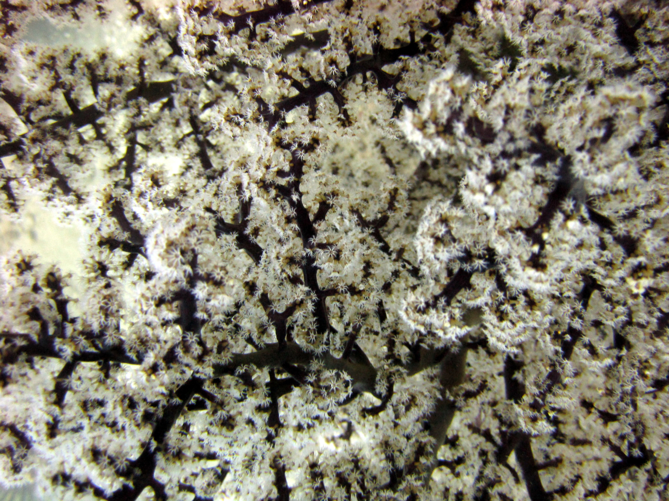 Branches of a gorgonian coral with white polyps