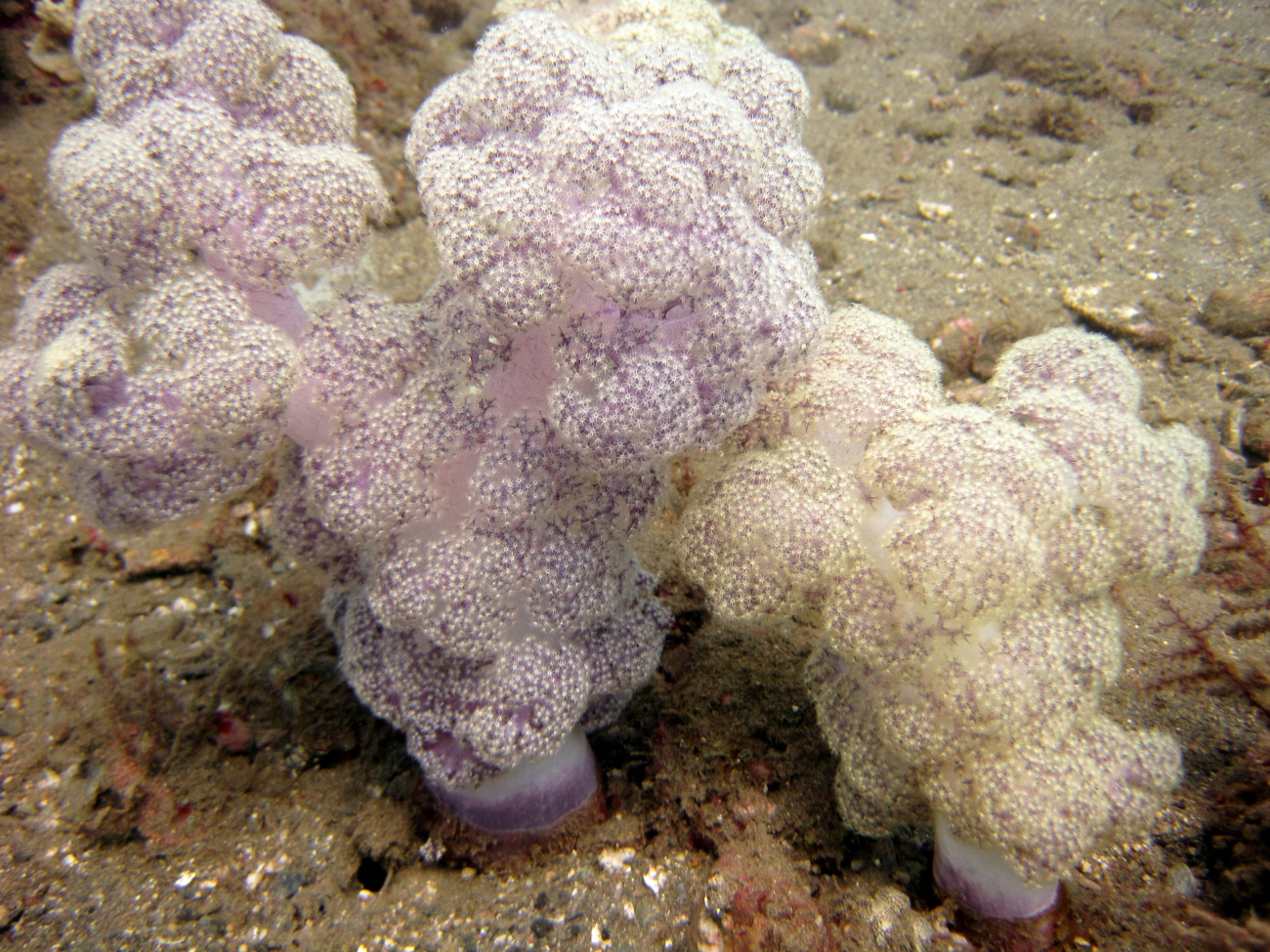A soft whitish purple coral