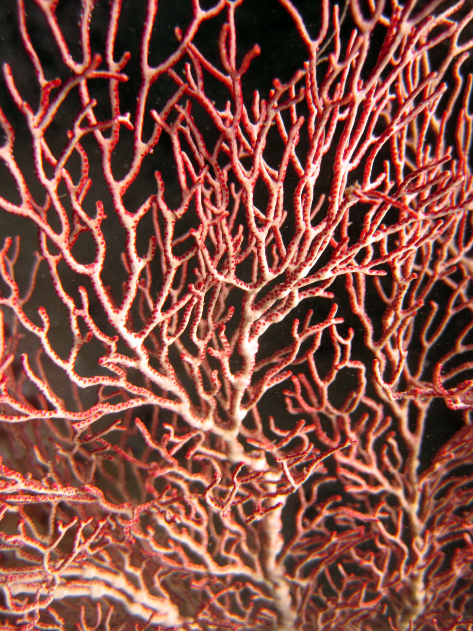 A red gorgonian coral