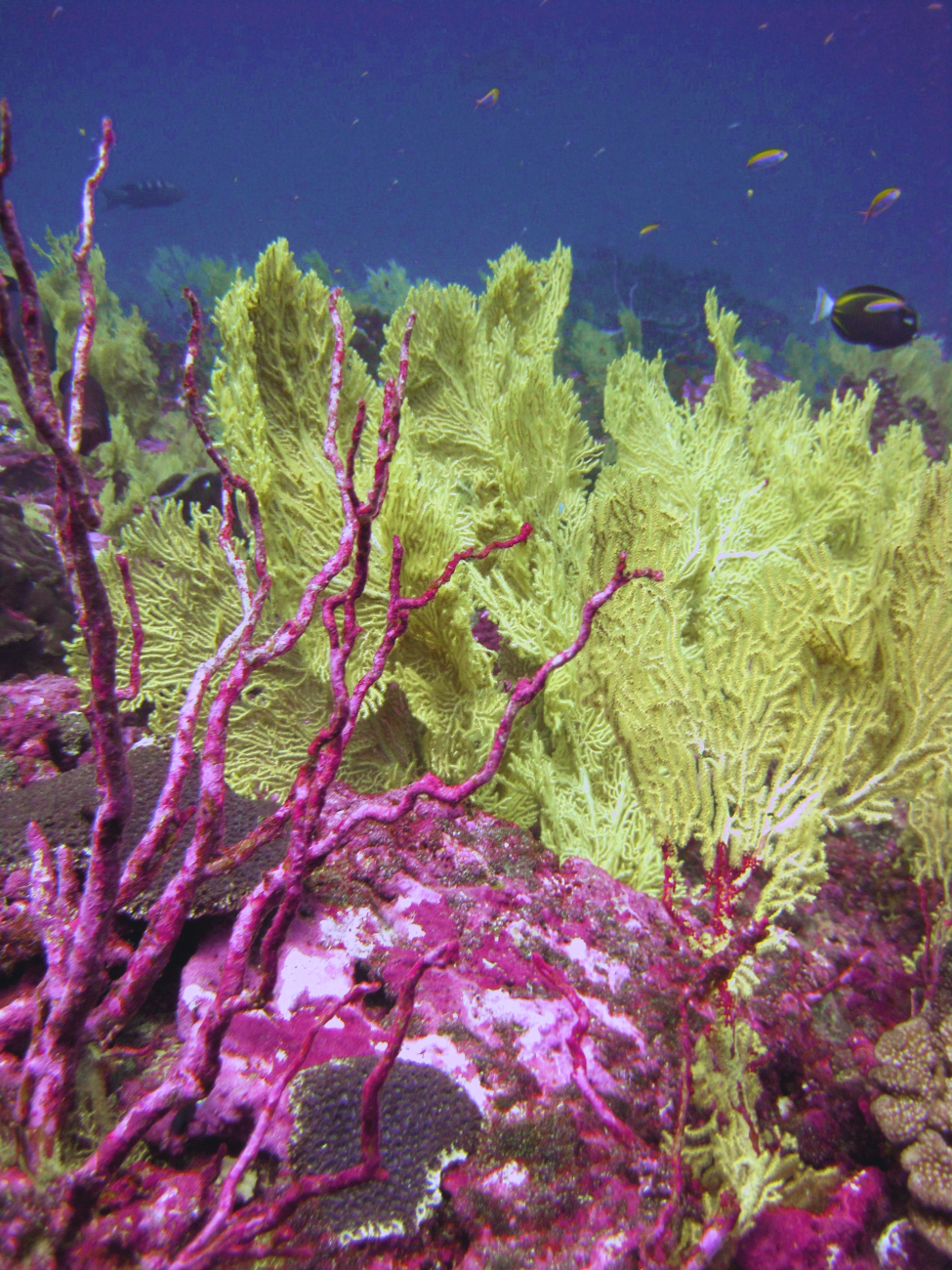 Red dead coral bush - greenish gorgonian coral