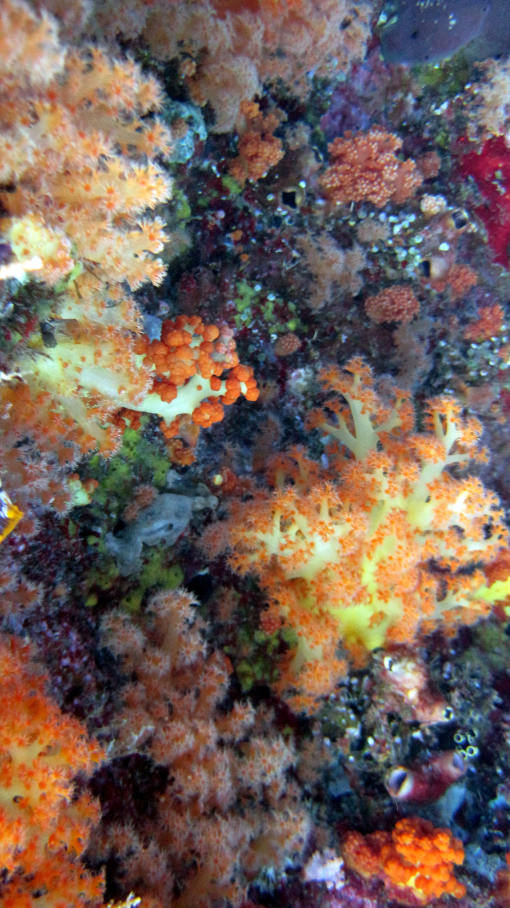 A remarkable assemblage of soft corals