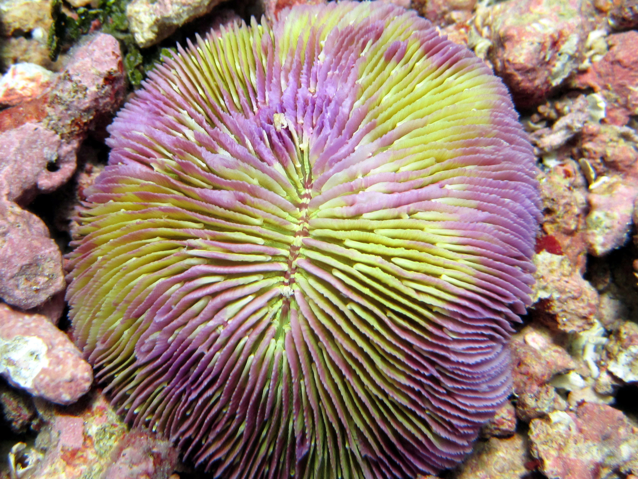 A purple and green mushroom coral