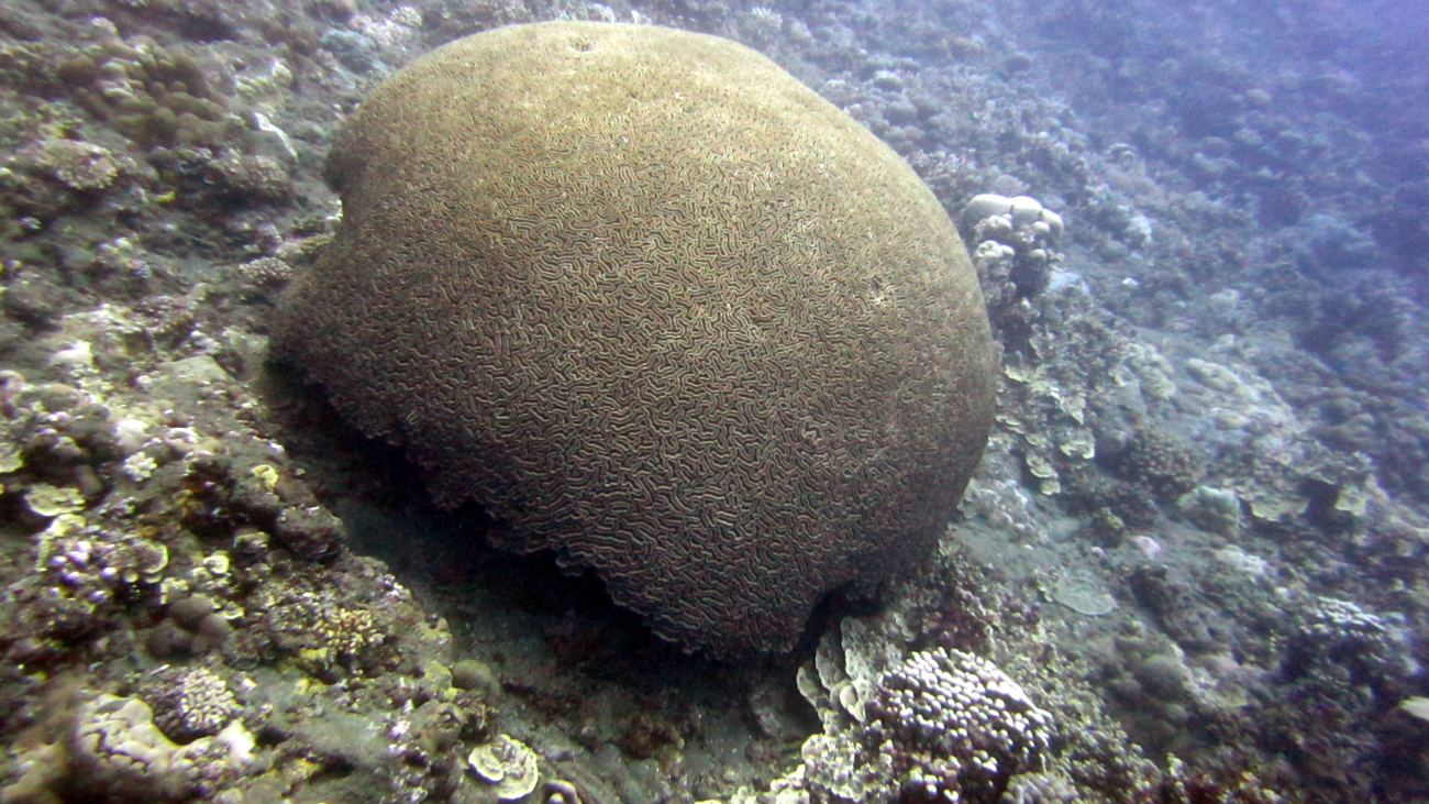 A type of brain coral