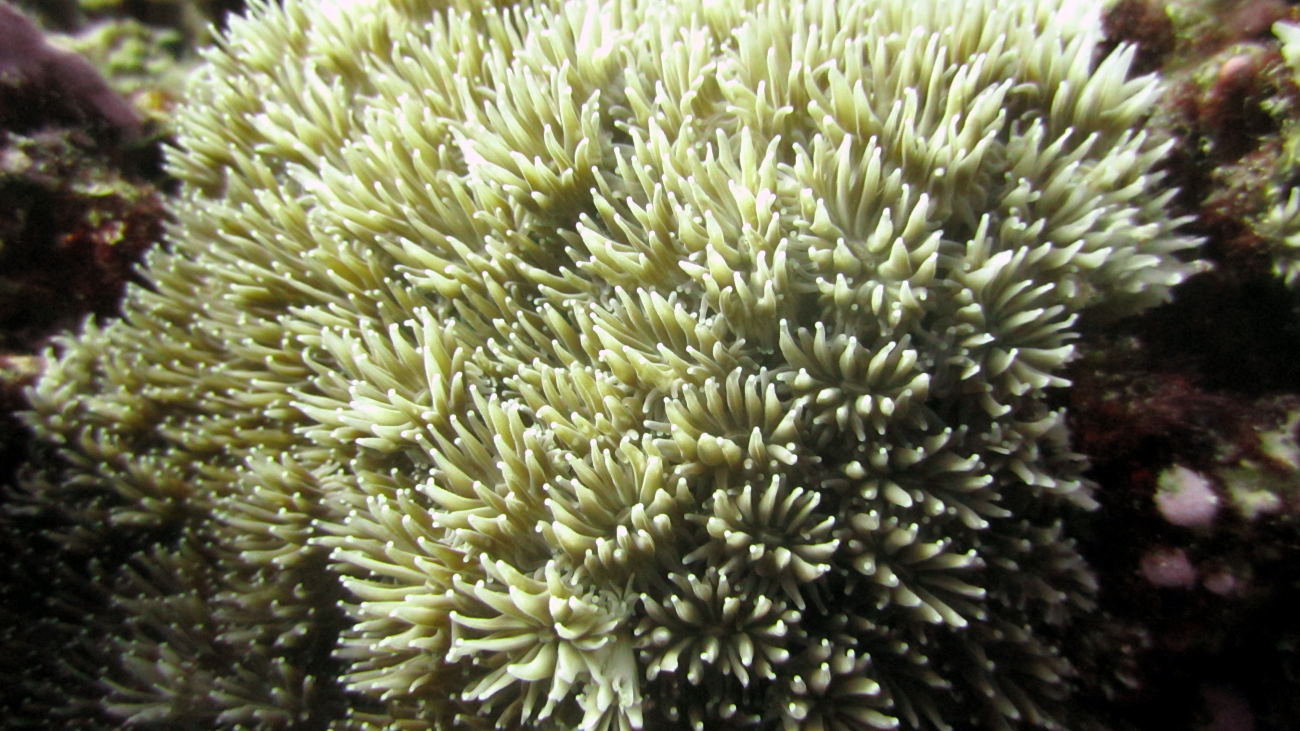 Scleractianian coral, Galaxea sp