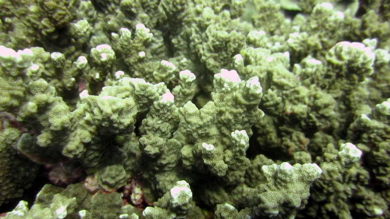 Porites rus coral