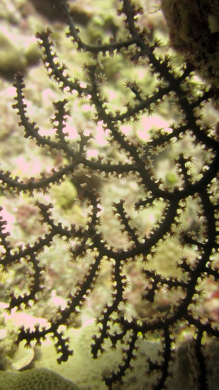 An octocoral