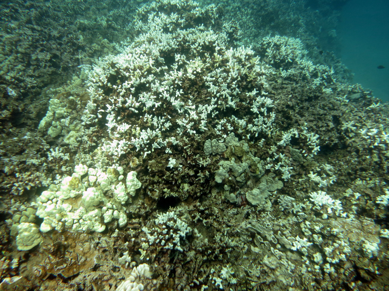Porites compressa  affected by coral reef bleaching