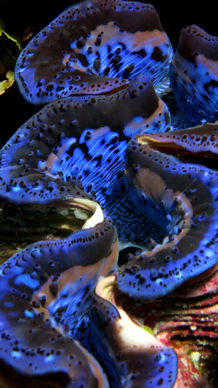 Giant clam (Tridacna sp