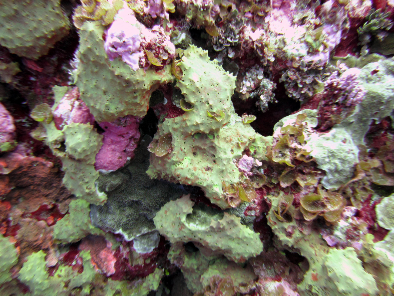 Green encrusting sponge?? over pink coralline algae