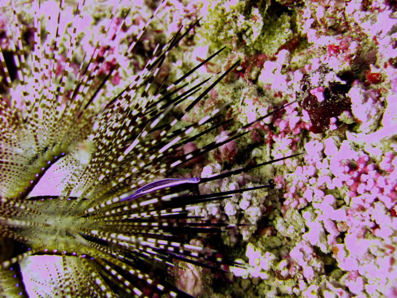 Diadema sea urchin with small fish on spine