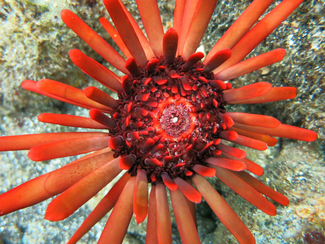 Red slate pencil urchin (Heterocentrus mamillatus)