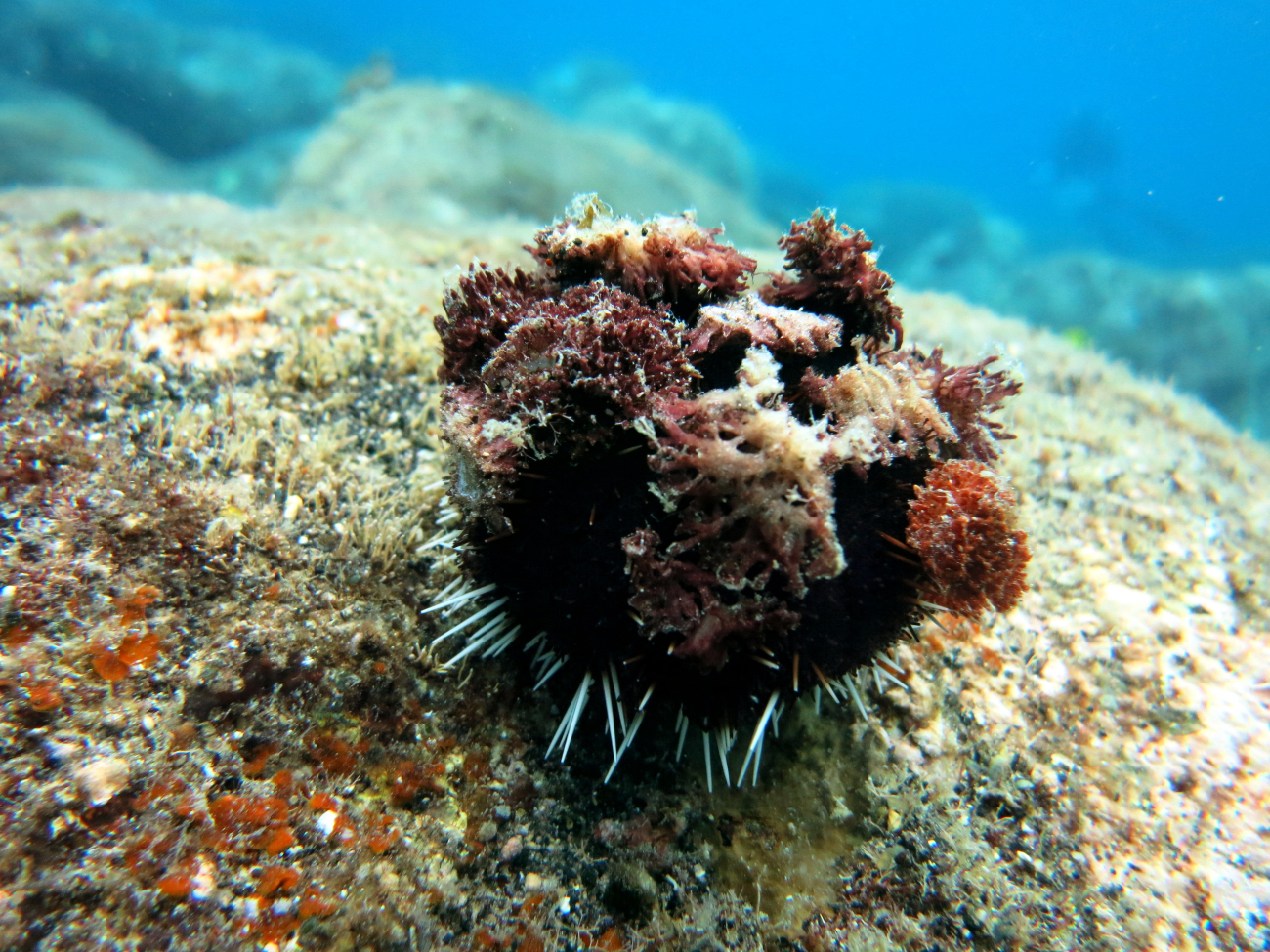 A collector urchin (Tripneustes gratilla)