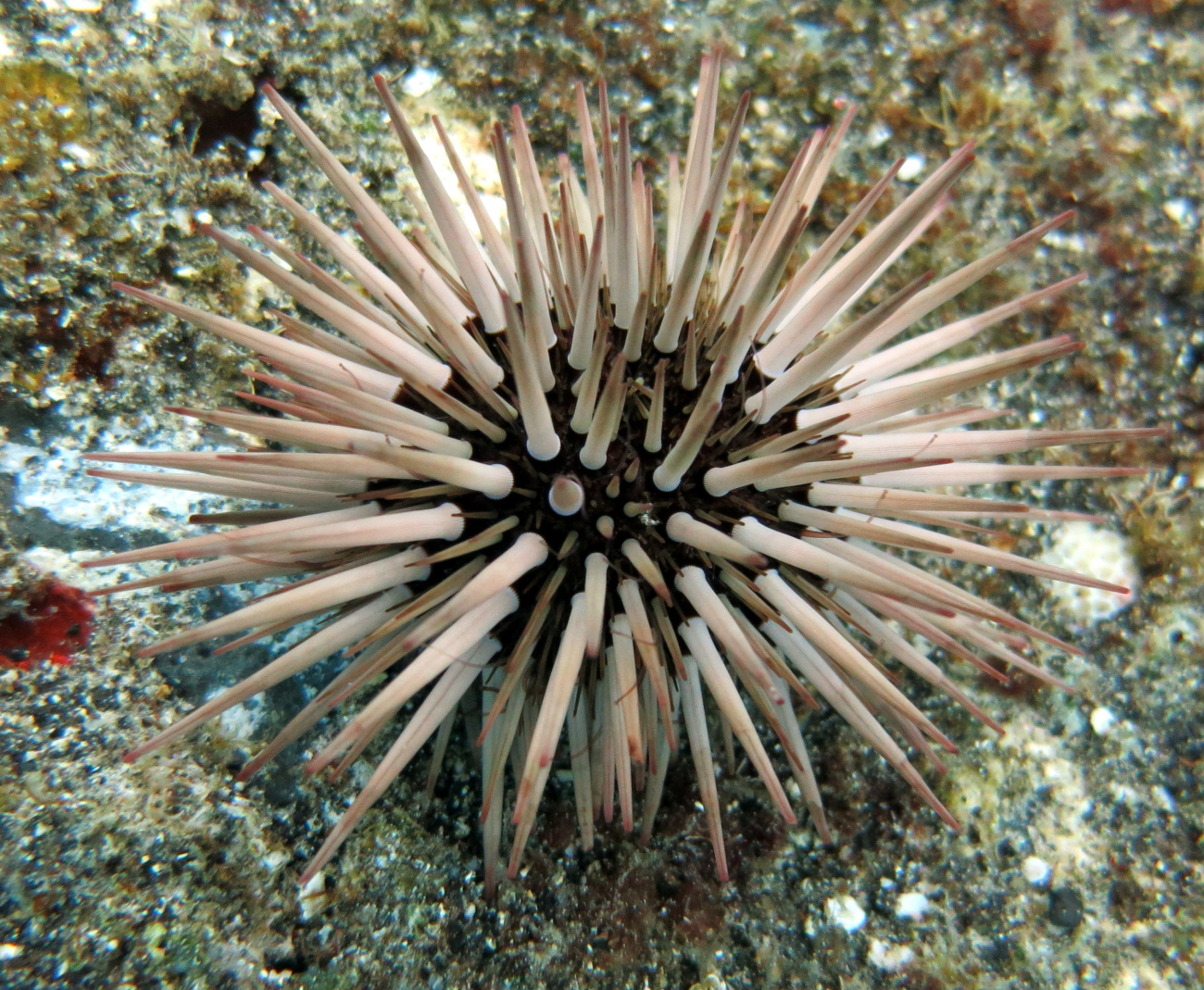 Sea urchin (Echinometra mathaei)