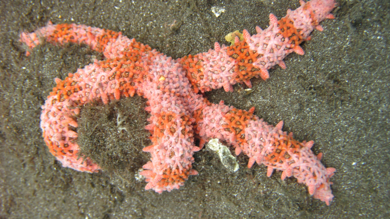 Starfish (Mithrodia fisheri?)