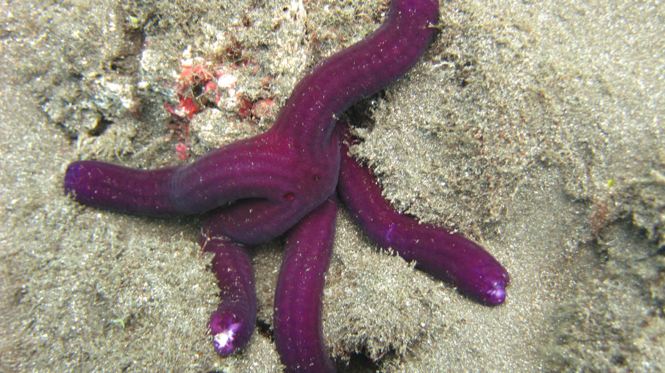Purple velvet starfish (Leiaster leachi) or perhaps an odd colored Linckia sp