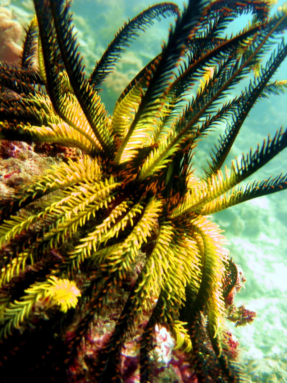 A yellow and black feather star crinoid