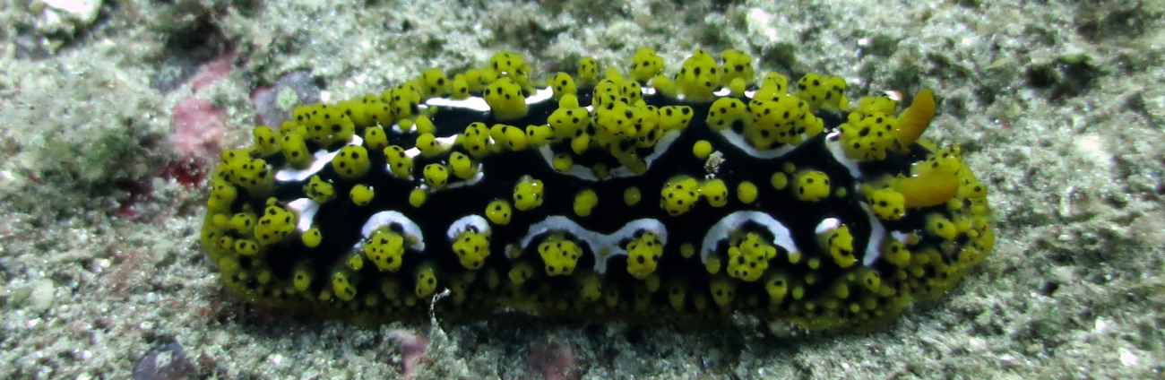 A highly decorative nudibranch