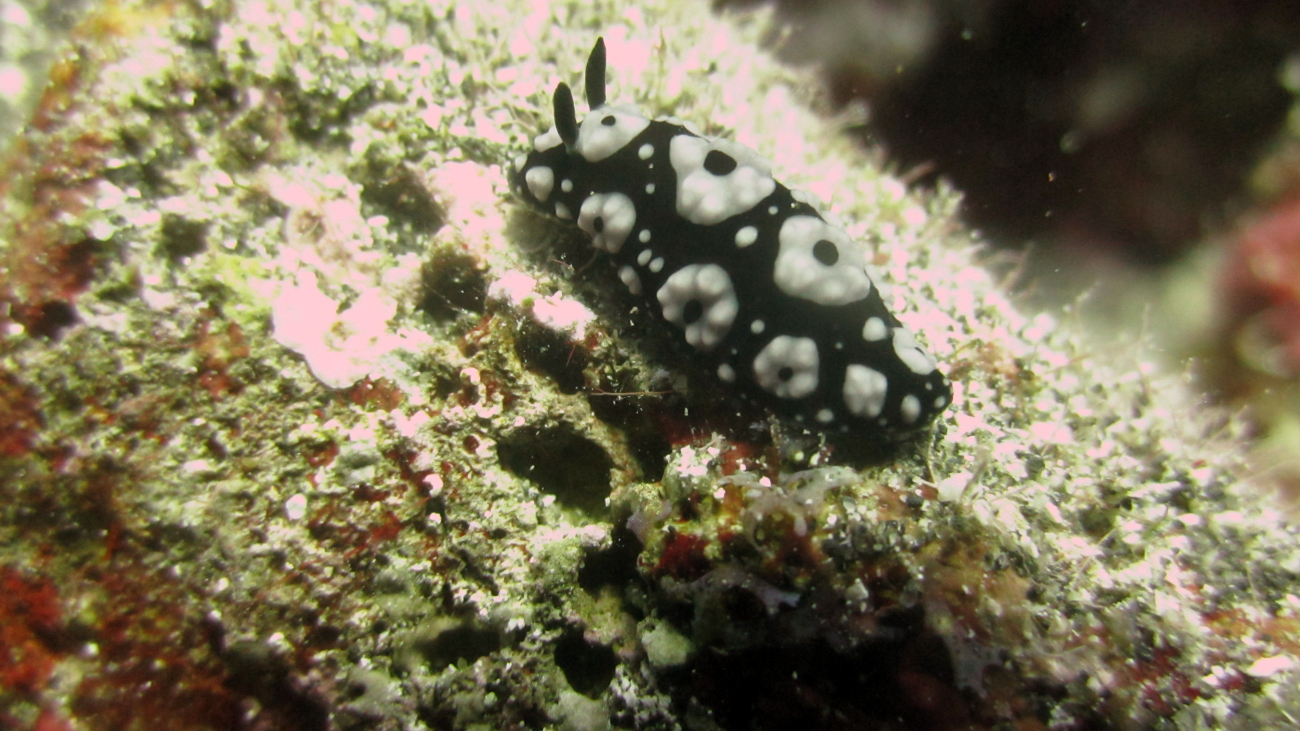 A black and white nudibranch