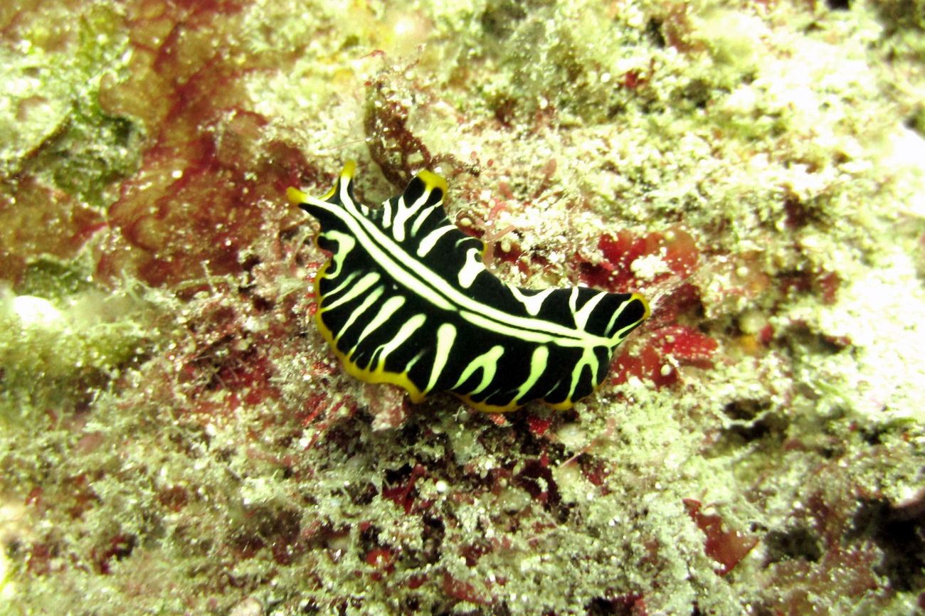 A black, white, and yellow nudibranch? flatworm?