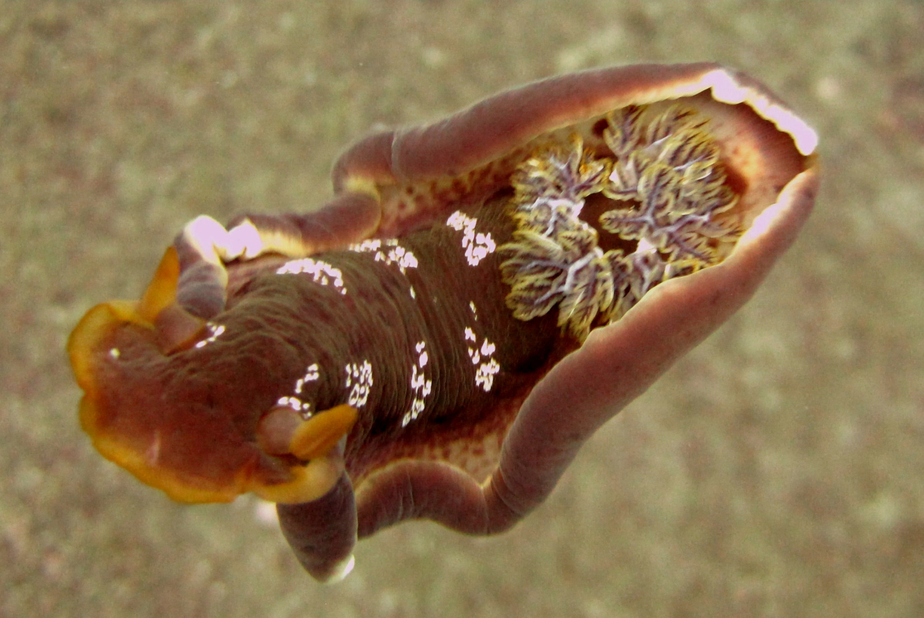 A swimming brown nudibranch