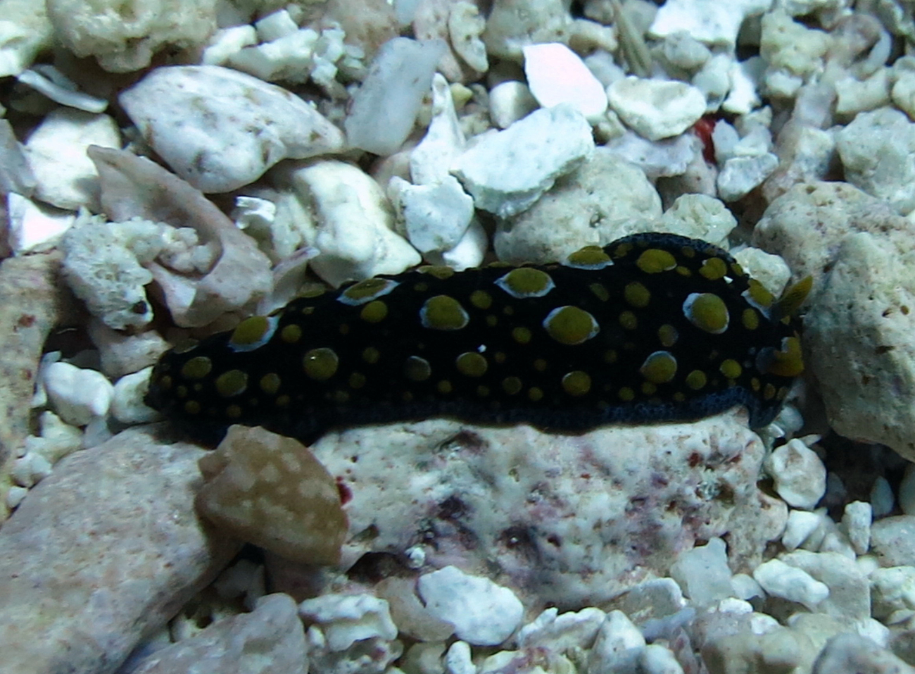 A yellow, black, and white nudibranch