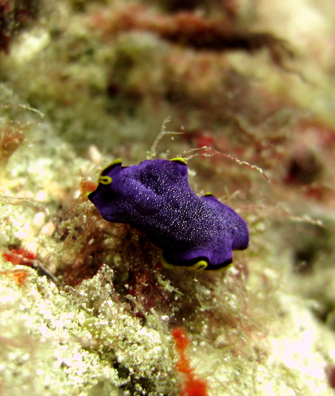 A purple flatworm with yellow and black fringing bands