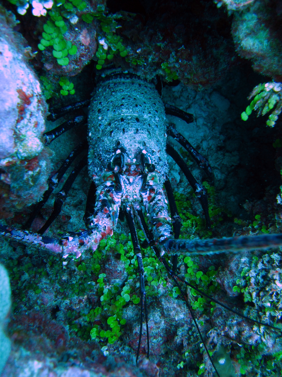 Palinurid spiny lobster