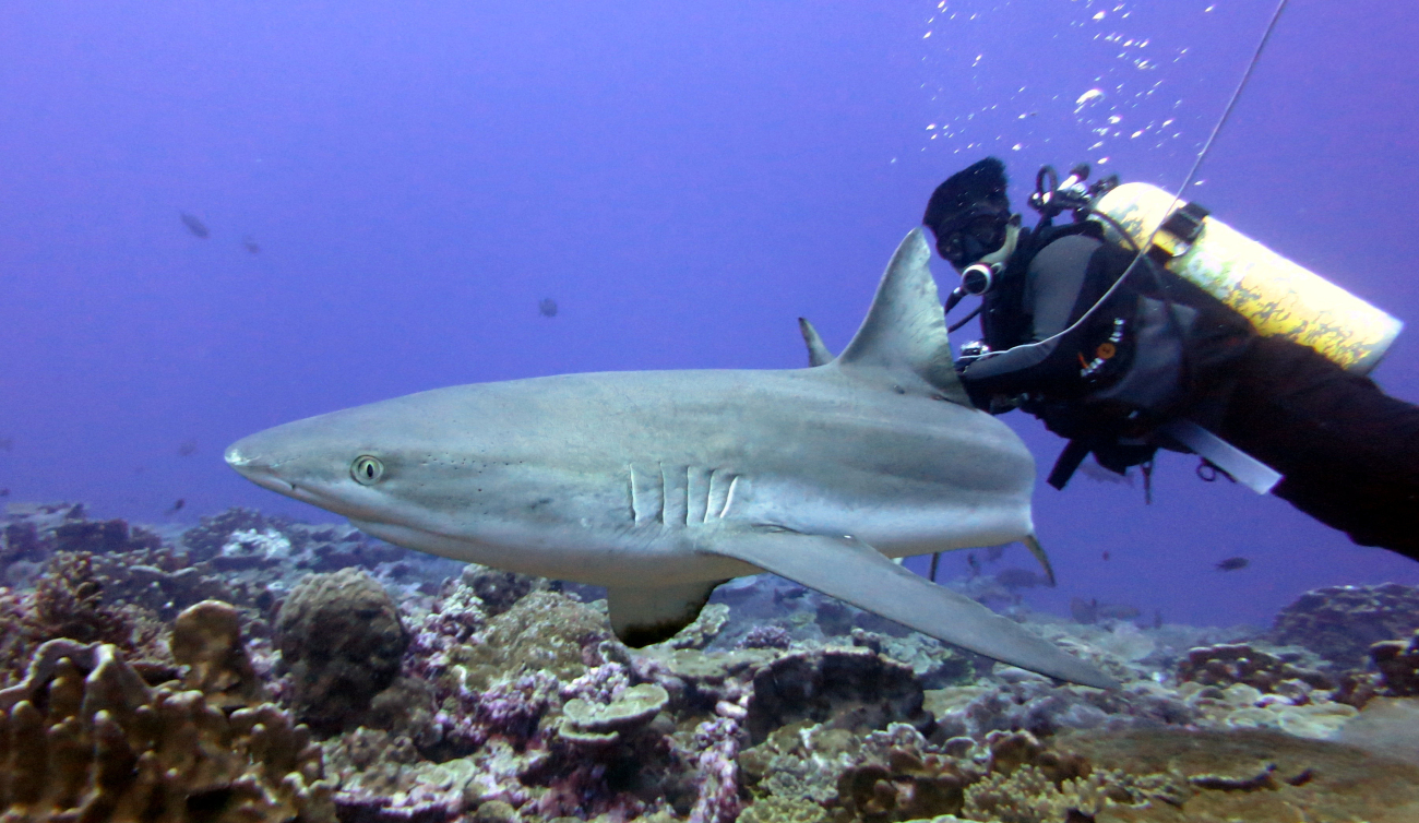 Large shark in close proximity to diver