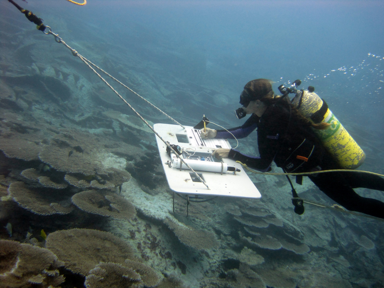 Diver taking notes while towboarding over area dominated by single species ofcoral