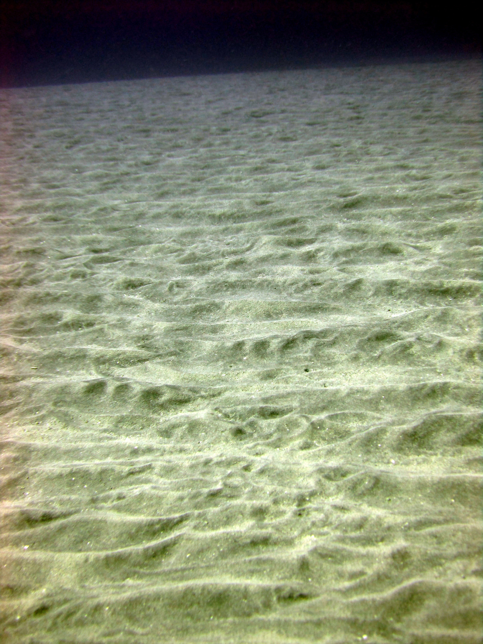 A well-rippled sandy bottom in an area of strong currents