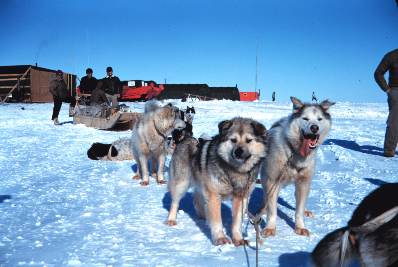 A fine team of sled dogs at Tigvariak Island