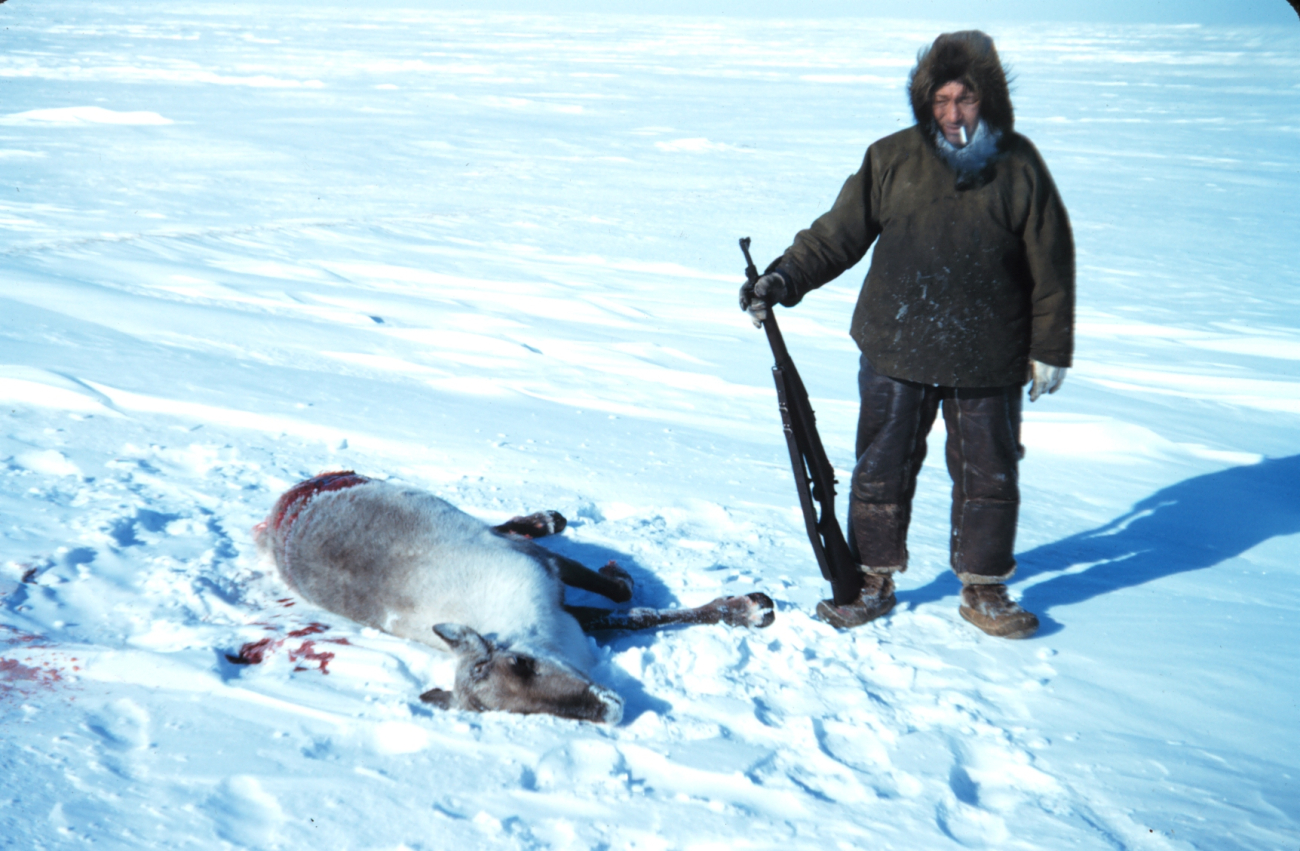 Caribou shot by Eskimo hunter at Leavitt Island
