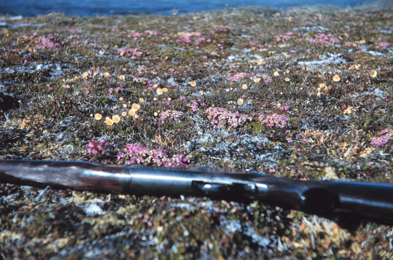Arctic wildflowers - rifle for scale