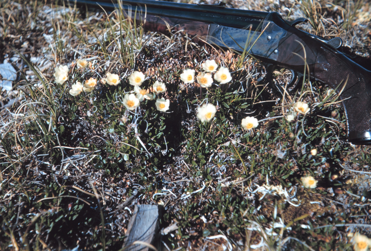 Arctic wildflowers - rifle for scale