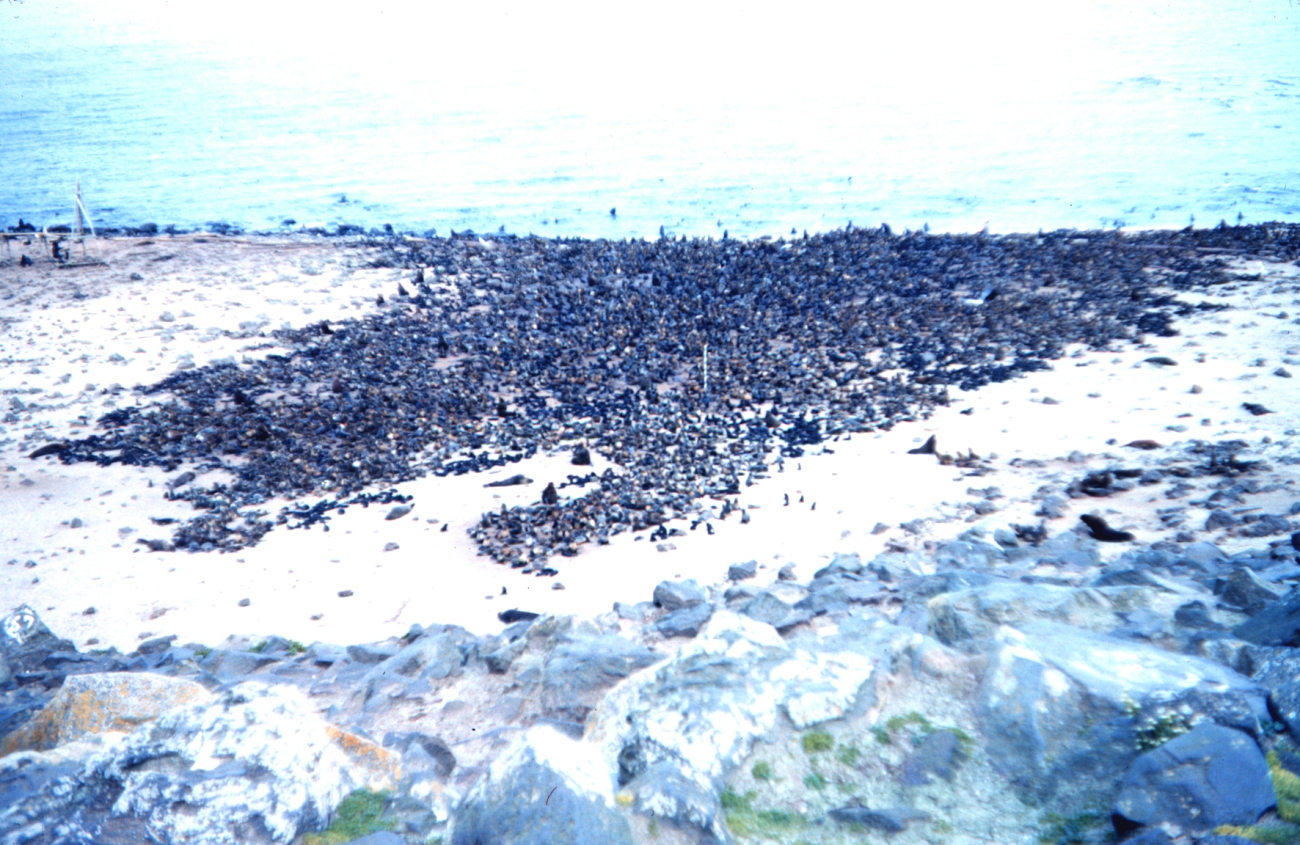 What appears to be a rock-strewn beach is in fact a fur-seal rookery