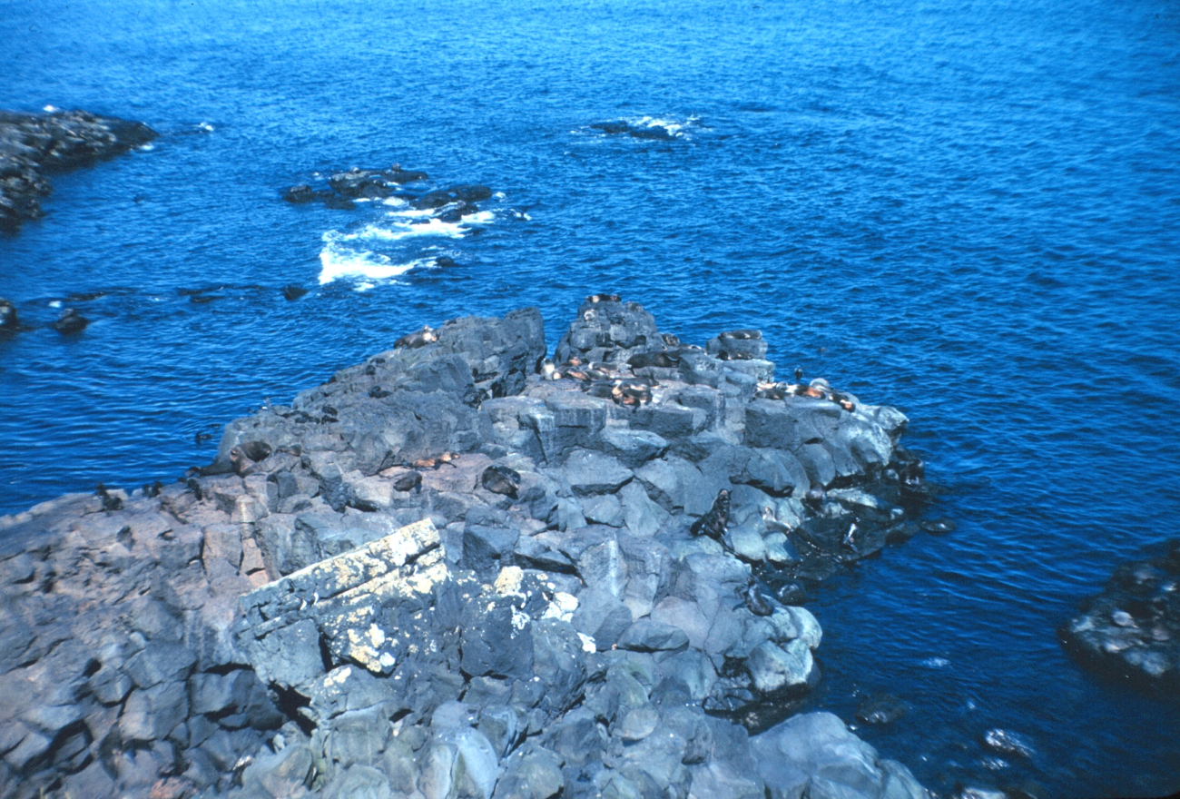 Seals taking in the sun on a rocky point