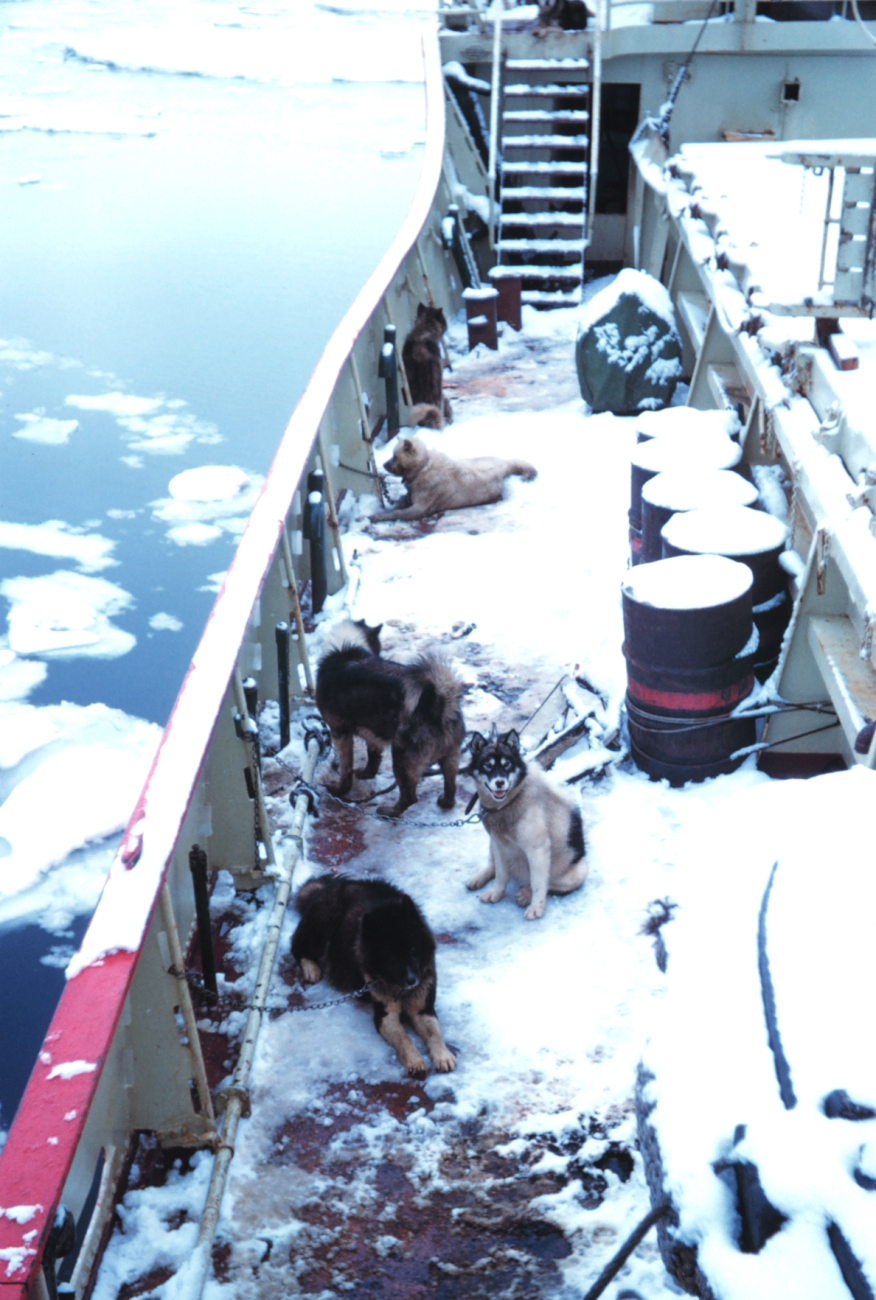 Dogs on deck at British Base F