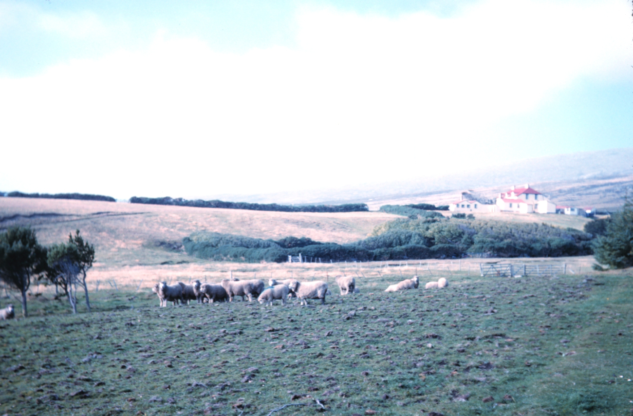 Sheep farming at Hill Cove