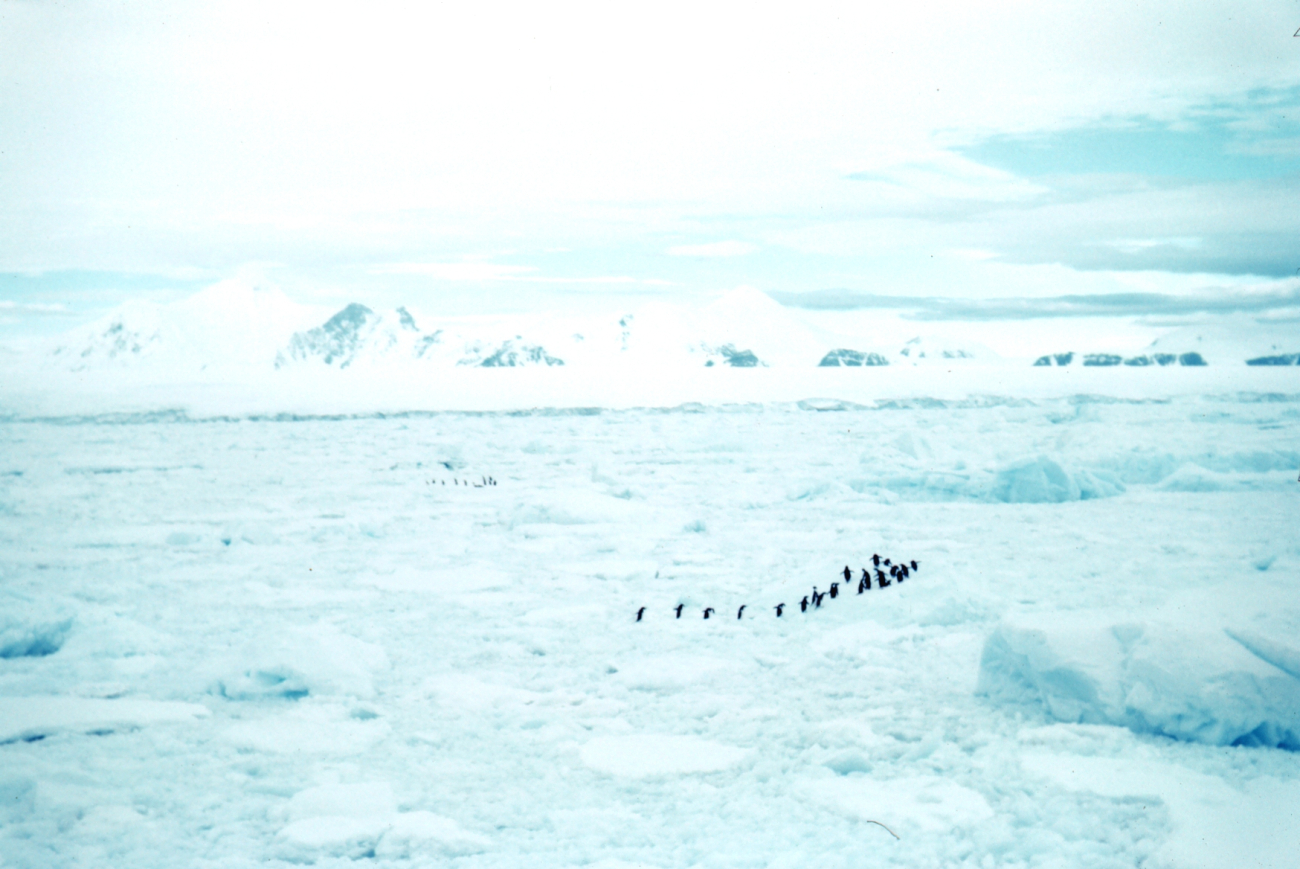 Adelie penquins on the march across an icy landscape
