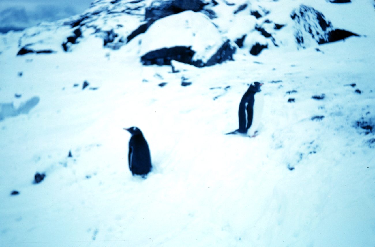 Penguins at Signy Island