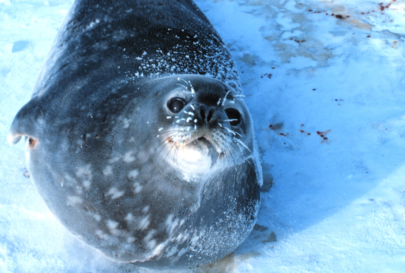 Weddell Seals hauled out on the ice getting ready to give birth