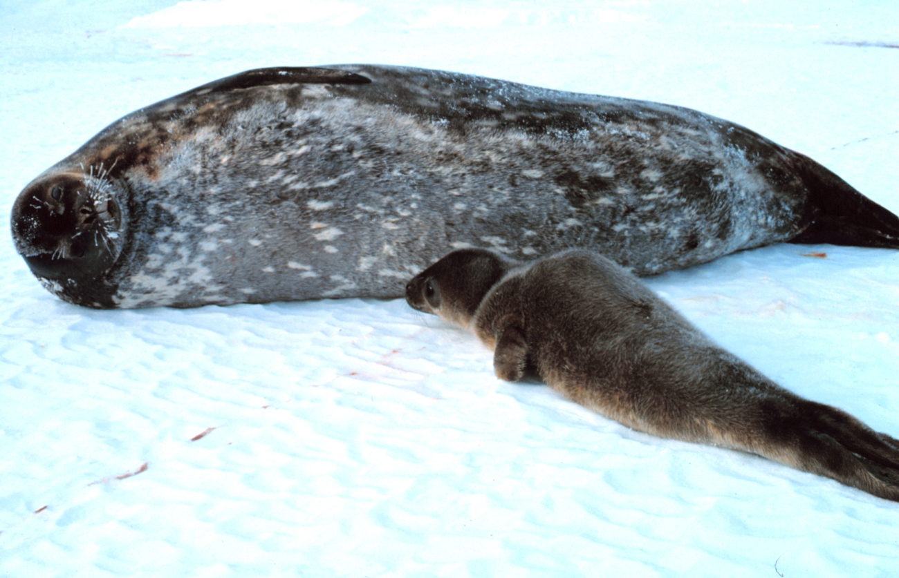 A mother Weddell seal and her pup