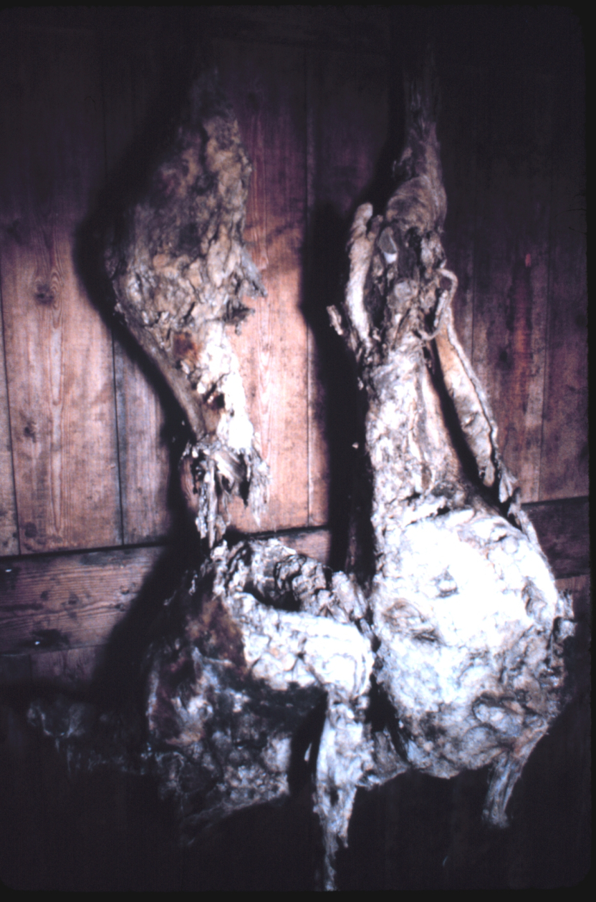 Remains of seventy-year old muttonHanging on wall of Scott's Hut Point Shelter