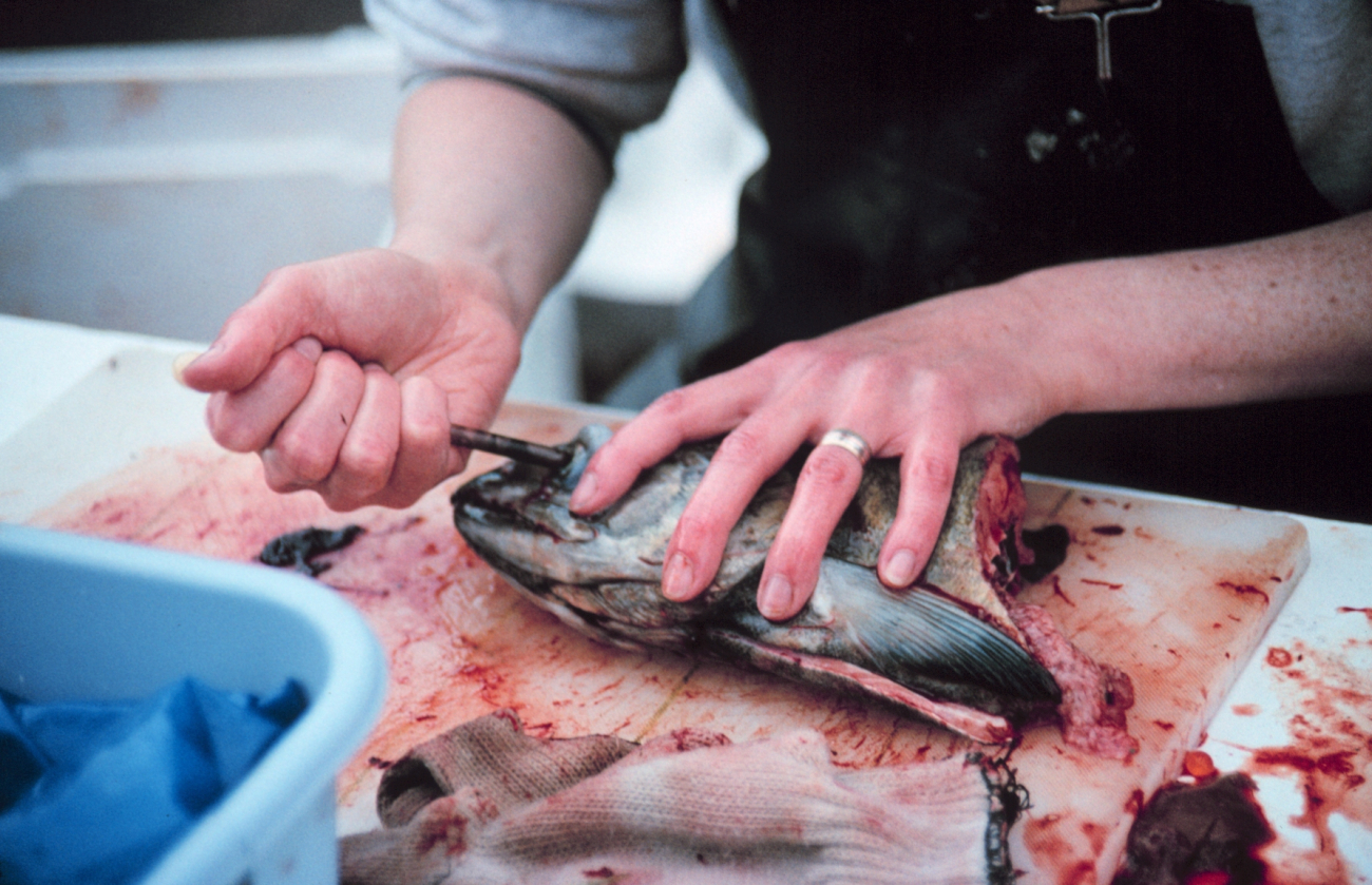 Removing an eye from a chum salmon for genetic research