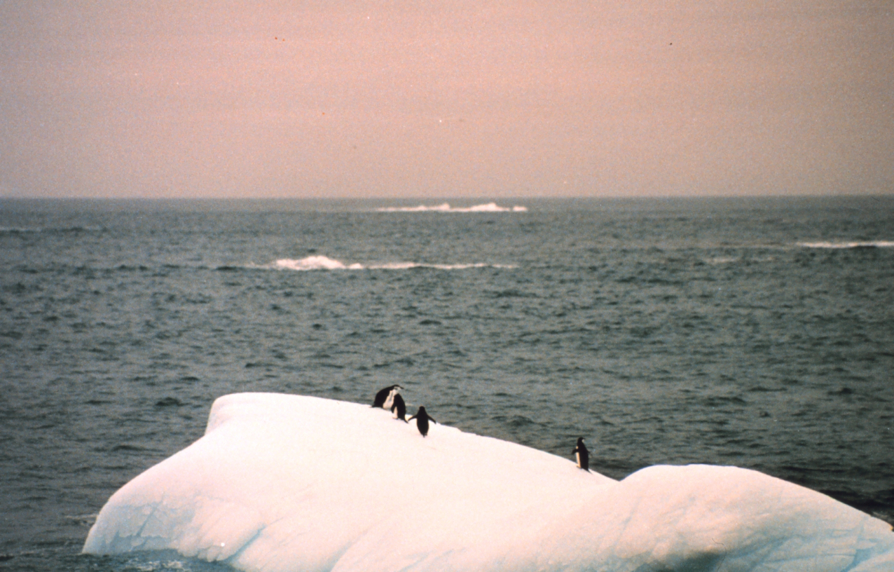 Adelie penguins on a small iceberg off the Antarctic Peninsula