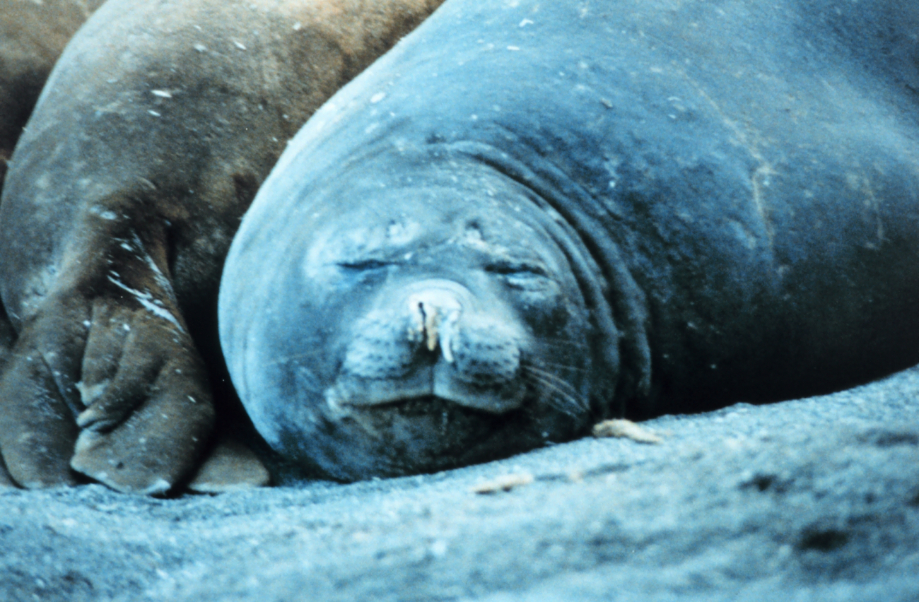 Elephant seals sleeping