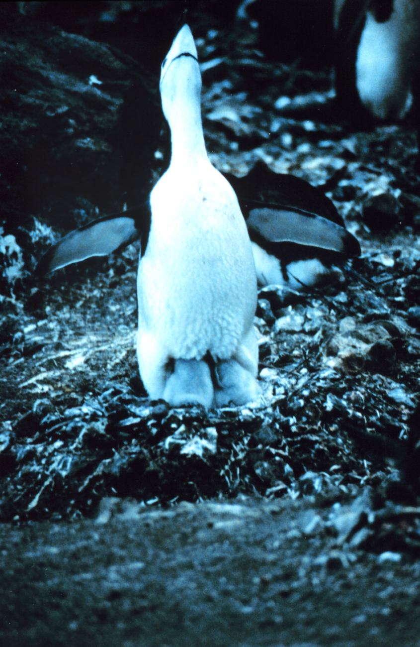 Seal Island chinstrap penguin protecting young