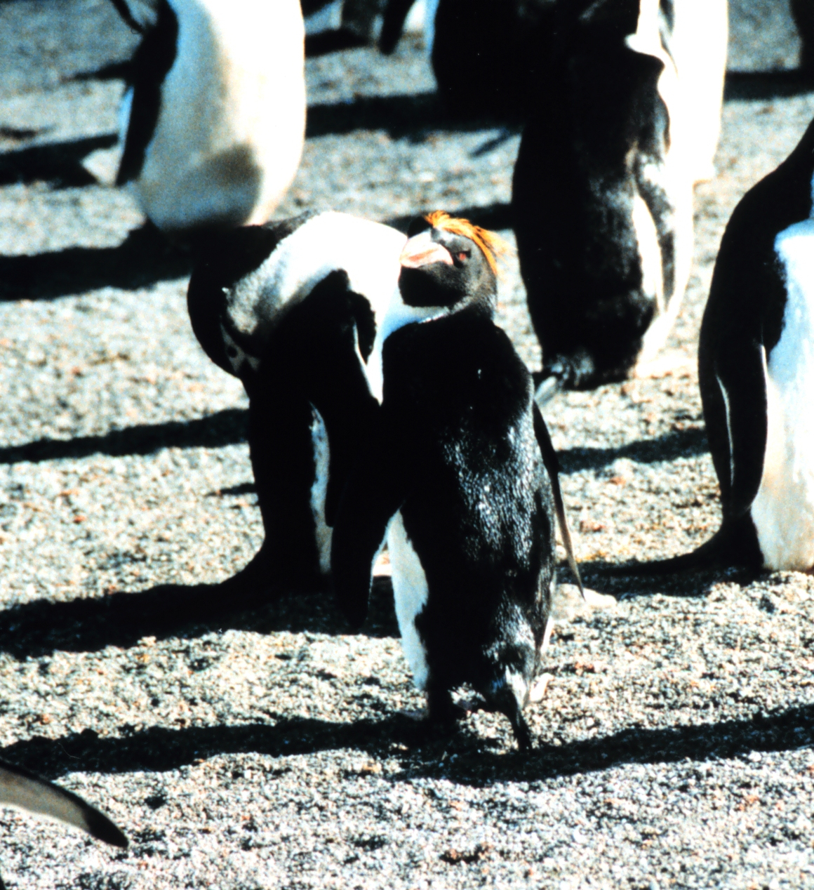Tufted macaroni penguin among chinstrap penguins